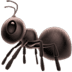 :ant: :ant: